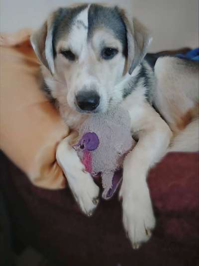 Auslandstierschutz-Beitrag-Bild