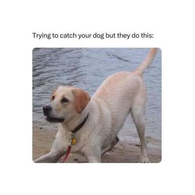 Hunde Memes-Beitrag-Bild