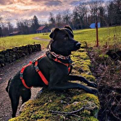 TierschutzhundeStammtisch🐕-Beitrag-Bild