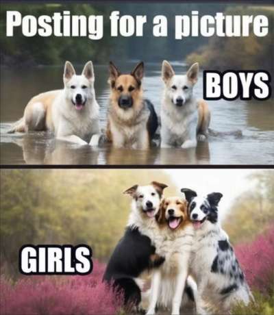 Hunde Memes-Beitrag-Bild
