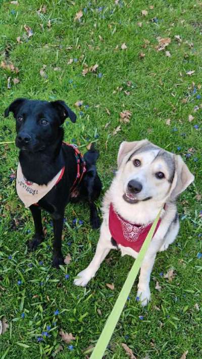 Unsere Fellnasen-Vielfalt im Überblick!-Beitrag-Bild