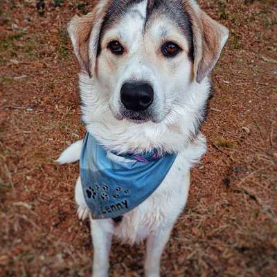 Hunde aus dem Tierschutz: Bulgarien-Beitrag-Bild