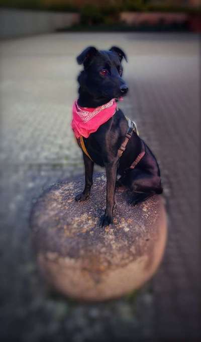 Auslandstierschutz-Beitrag-Bild