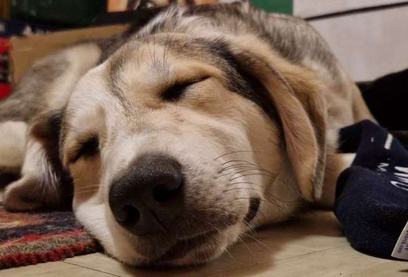 Zeigt mir die tollste Nahaufnahme von eurer Fellnase-Beitrag-Bild