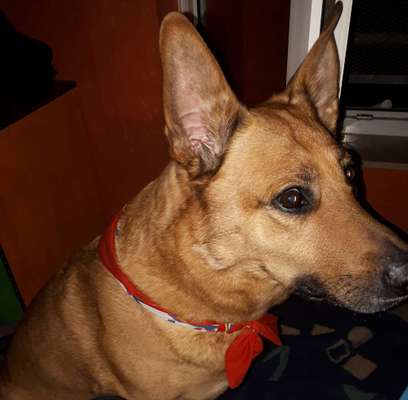 Unsere Fellnasen im Regenbogenland-Beitrag-Bild