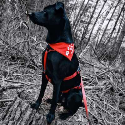 Auslandstierschutz-Beitrag-Bild