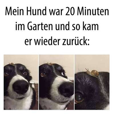 Hunde Memes-Beitrag-Bild