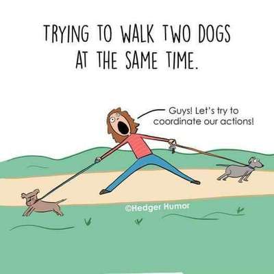 Hunde Memes-Beitrag-Bild