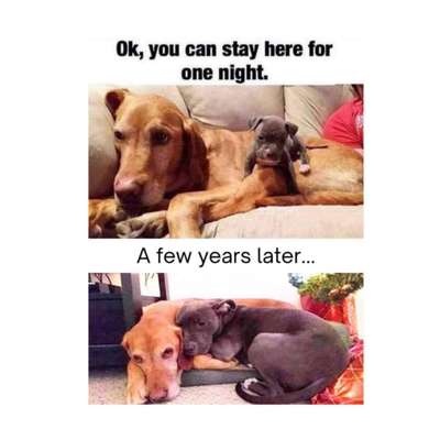 Hunde Memes-Beitrag-Bild