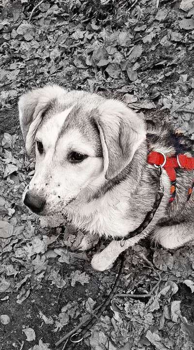 6. Farben Foto Challenge: "ColourKey Effekt"-Beitrag-Bild