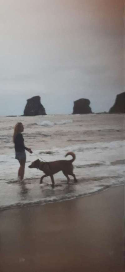 Unsere Fellnasen im Regenbogenland-Beitrag-Bild