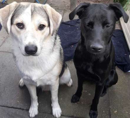 Dogorama Photo Challenge- Aufmerksamkeit bitte!-Beitrag-Bild