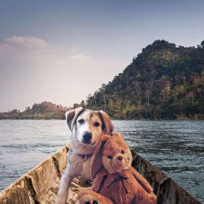 Photomontagen mit Hund-Beitrag-Bild