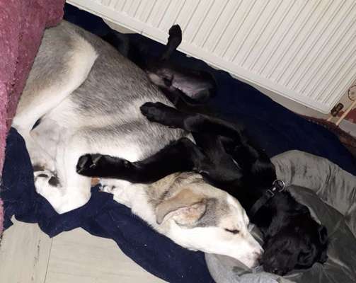 Die schönsten Hundekuschelbilder-Beitrag-Bild