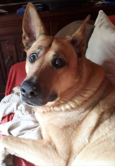 Unsere Fellnasen im Regenbogenland-Beitrag-Bild