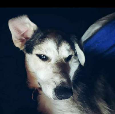 grumpy dog 😅-Beitrag-Bild