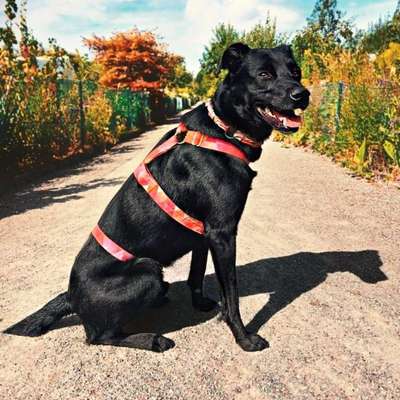 Ist mein Hund wirklich zu dünn?-Beitrag-Bild