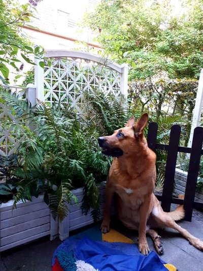 Unsere Fellnasen im Regenbogenland-Beitrag-Bild