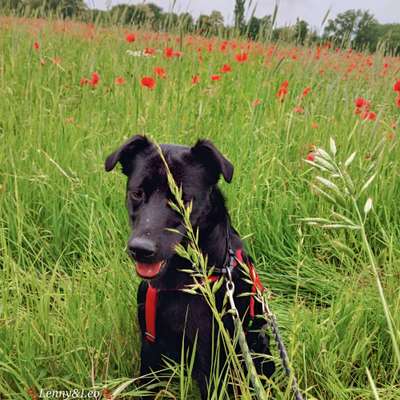 aktuelles Foto Gruppe Hunde aus dem Tierschutz
