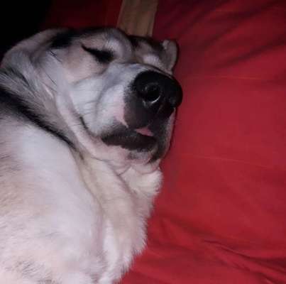 Die lustige Welt der Hunde-Mimik :)-Beitrag-Bild