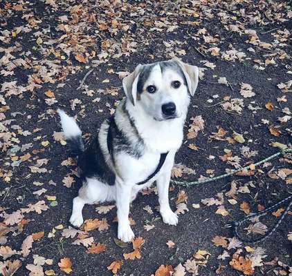 Unsere Fellnasen-Vielfalt im Überblick!-Beitrag-Bild