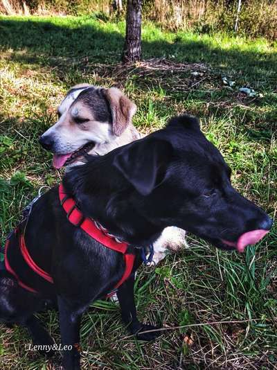 TierschutzhundeStammtisch🐕-Beitrag-Bild