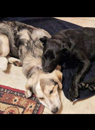 Fotowettbewerb "Liebeserklärung an deinen Hund!"-Beitrag-Bild