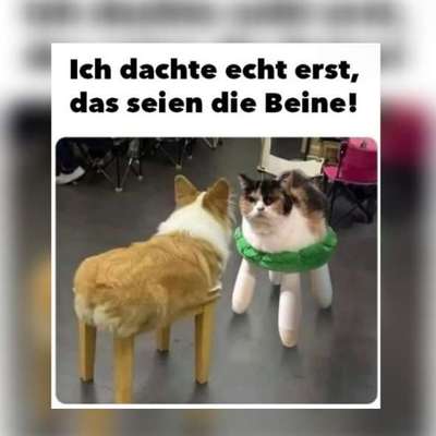 Hunde Memes-Beitrag-Bild