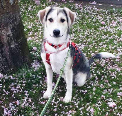 Dogorama Photo Challenge - Frühlingserwachen-Beitrag-Bild