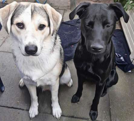 Auslandstierschutz-Beitrag-Bild