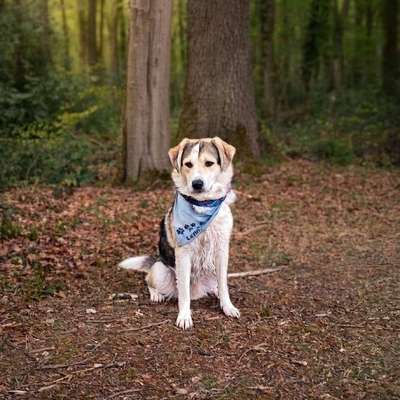 TierschutzhundeStammtisch🐕-Beitrag-Bild