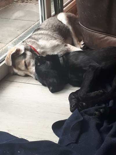 TierschutzhundeStammtisch🐕-Beitrag-Bild