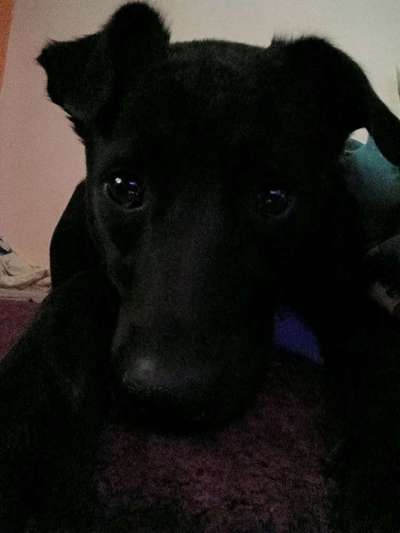 Die lustige Welt der Hunde-Mimik :)-Beitrag-Bild