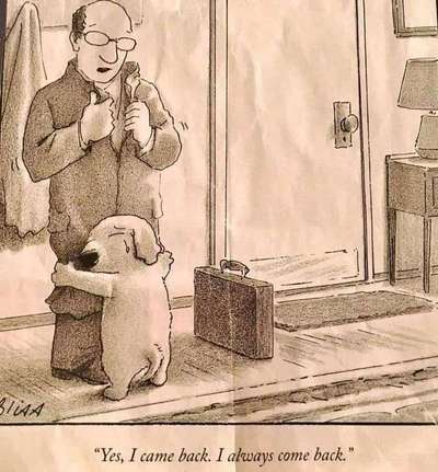 Hunde Memes-Beitrag-Bild