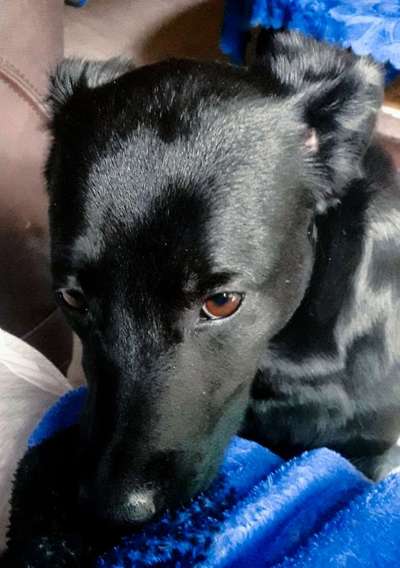 Wie heißt dein Hund?-Beitrag-Bild