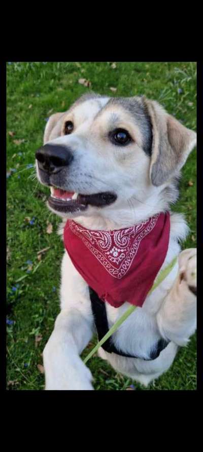 Wie heißt dein Hund?-Beitrag-Bild