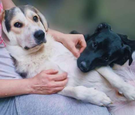 TierschutzhundeStammtisch🐕-Beitrag-Bild