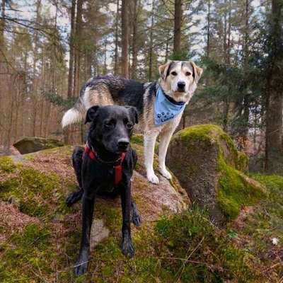 TierschutzhundeStammtisch🐕-Beitrag-Bild