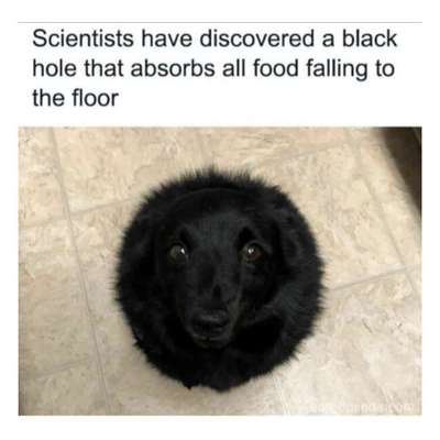 Hunde Memes-Beitrag-Bild