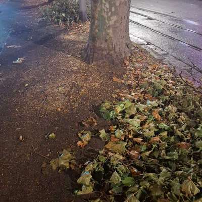 Giftköder-Verdacht Giftköder/Entwarnung-Bild