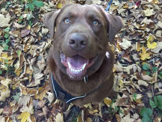 Labradorfans-Beitrag-Bild