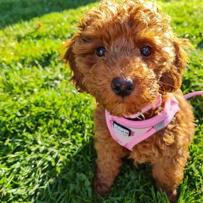 Hundetreffen-Spaziergang nachmittags-Bild