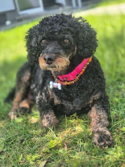 Hundetreffen-Spaziergang nachmittags-Bild