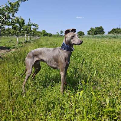 Hundetreffen-Windhund Artgenossen?-Bild