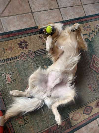 Dogorama Photo Challenge - Zeigt her eure Bäuche-Beitrag-Bild