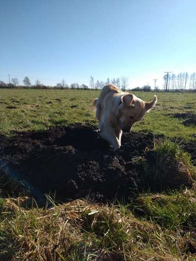 Foto Challenge Nr. 137 - Lass die Ohren fliegen-Beitrag-Bild