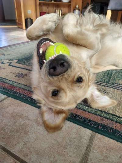 Fotosammlung: ,,Der natürliche Hund" Unbearbeitet, ungestellt und in Natura-Beitrag-Bild