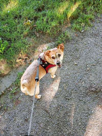 Wie heißt dein Hund?-Beitrag-Bild