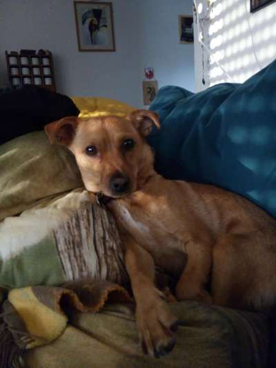 Welchen Hund hast du?-Beitrag-Bild