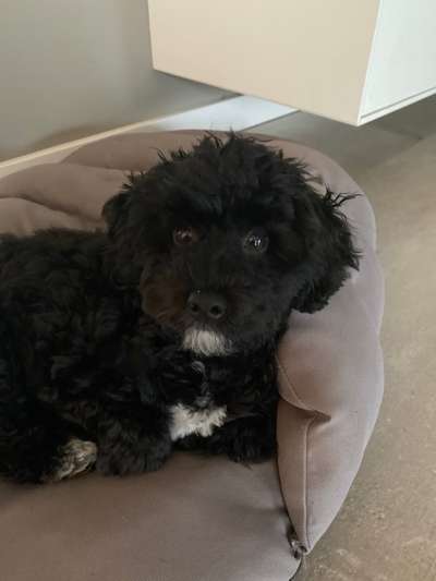 Dogorama Photo Challenge - Frühjahrsmüdigkeit-Beitrag-Bild